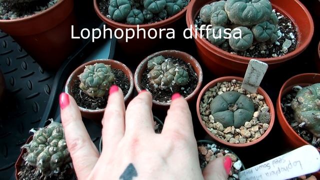 Our Lophophora Cacti 'The Peyote Cactus' Complete Collection Tour смотреть онлайн