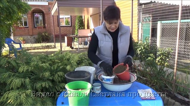 Мелколуковичные весенние цветы Хионодокса Полный обзор и посадка луковиц в грунт смотреть онлайн