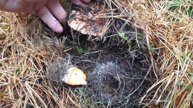 РЫЖИКИ ПОСЛЕ ЗАМОРОЗКОВ РАДУЮТ ! Грибы 2020 ! смотреть онлайн