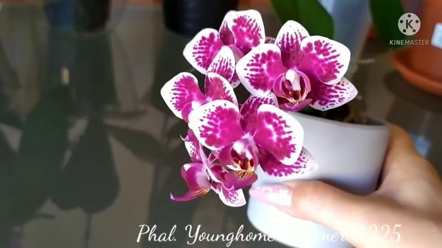 Phal. Younghome Summer 0225 смотреть онлайн