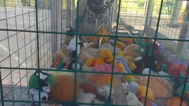 Можно ли вытащить тяжелую игрушку с автоматов (часть 1). смотреть онлайн
