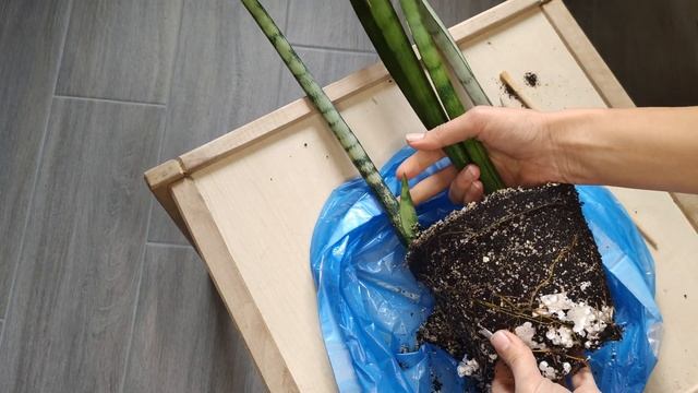 Сансевиерия Сильвер Квин и Муншайн высокорослый. Особенности сортов и пересадка. смотреть онлайн