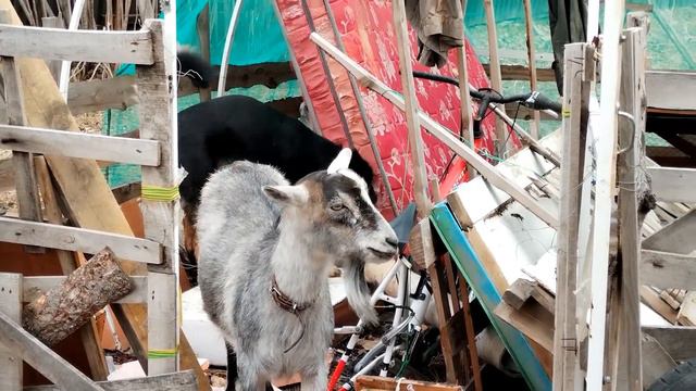 Коза это животное которое себе на уме смотреть онлайн