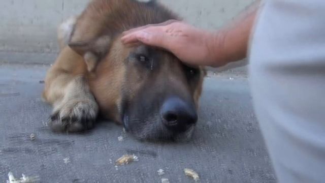 Парень просто погладил собаку, бездомный пес лег и заплакал. В такое верится с трудом смотреть онлайн