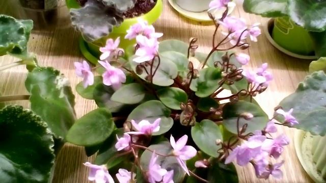 Мини, полумини фиалки. Сравниваем со стандартными. смотреть онлайн