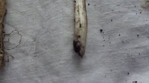 SOS! Как удалить ОСОТ с участка???