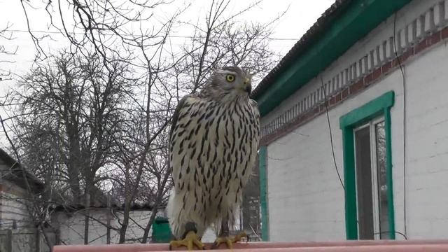 Голуби и ястреб тетеревятник смотреть онлайн