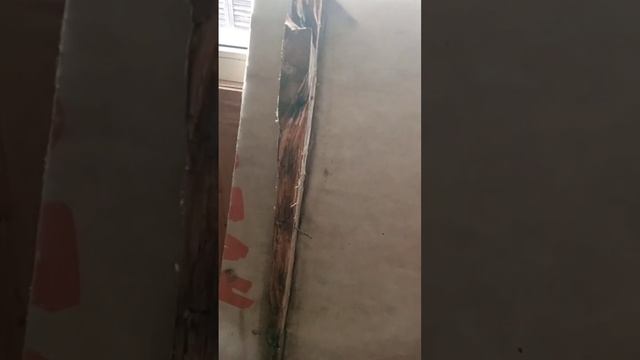 плесень в полу