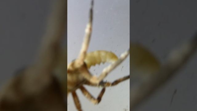 @Philip fish 50 #shorts tong feeding a #brazilianwanderingspider Phoneutria Nigriventer #short смотреть онлайн