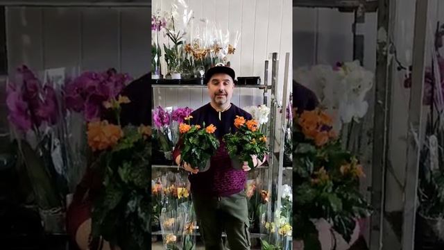 кроссандра смотреть онлайн