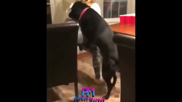 2018 Yigma Prikollar  2018 Funny Fails, Moments  2018 ПРИКОЛЫ  2018 Yigma Prikollar  #prikolmarket