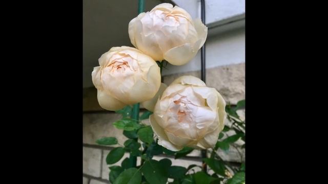 WOLLERTON OLD HALL, English climbing rose David Austin, rosier grimpant anglais, très parfumé смотреть онлайн