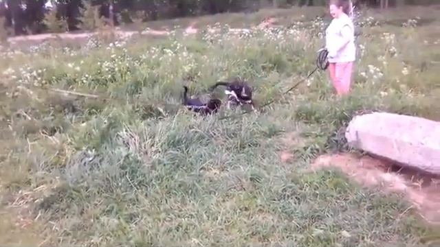 История про Шарика смотреть онлайн