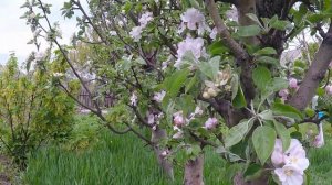 Красивый, цветущий сад. Весна 2018. Как цветет персик, вишня, черешня, колоновидная яблоня