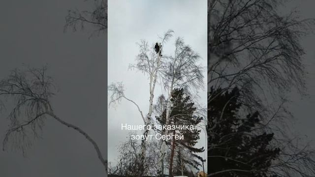 Верхнее Дуброво — пилим берёзу с двумя стволами смотреть онлайн