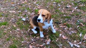 ШЕРЛОКА ВЫГНАЛИ ИЗ ДОМА. ЧТО ОНСДЕЛАЛ? БРОС ШОУ ПЕТ