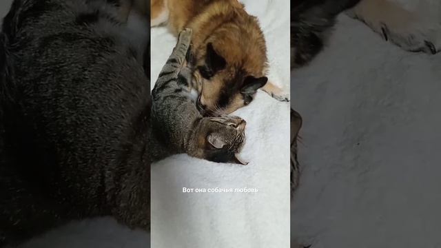 #рекомендации #игры животных, смотреть до конца смотреть онлайн