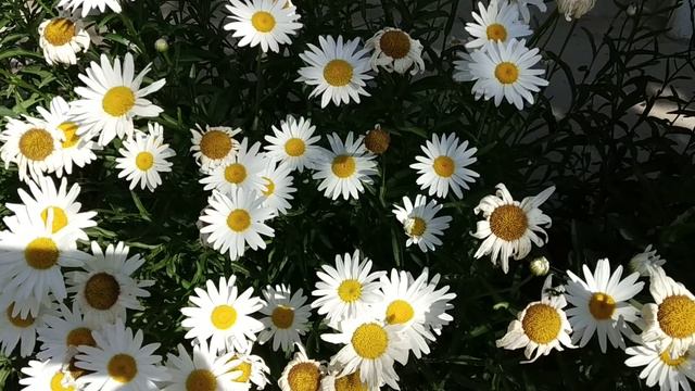 Ромашка гулунун пайдасы смотреть онлайн