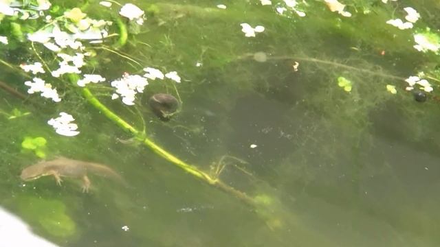 Smooth Newts (Triturus vulgaris) in action in the big pond смотреть онлайн