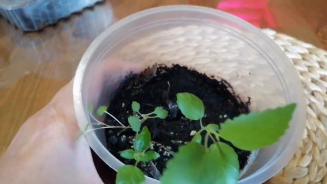 Честный обзор! Комнатные растения из семян! Что же получилось!? смотреть онлайн