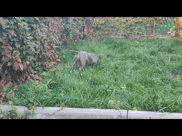 щенки американского булли подрощенные, тел. 89272772437 смотреть онлайн