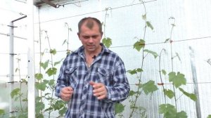 Виноград. Как и чем подвязать виноградную лозу.