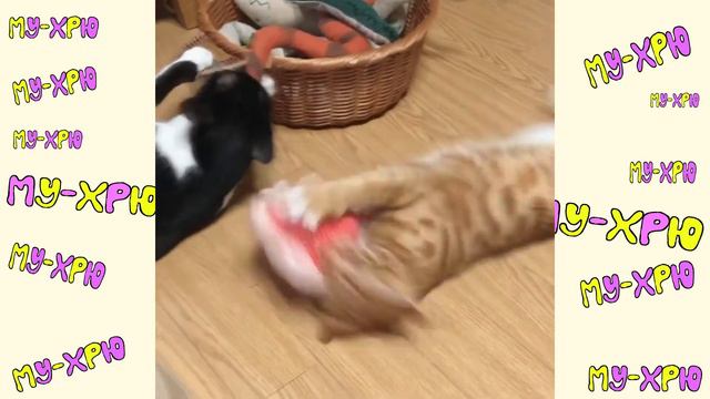 Cute Baby Animals Dogs And Cats | СМЕШНЫЕ ЖИВОТНЫЕ 2020 | Baby Animals | Веселые котята #67 смотреть онлайн