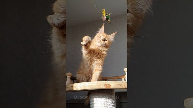 Финист (Divokun Finist) 4 месяца. Котик породы Мейн-кун красный солид смотреть онлайн