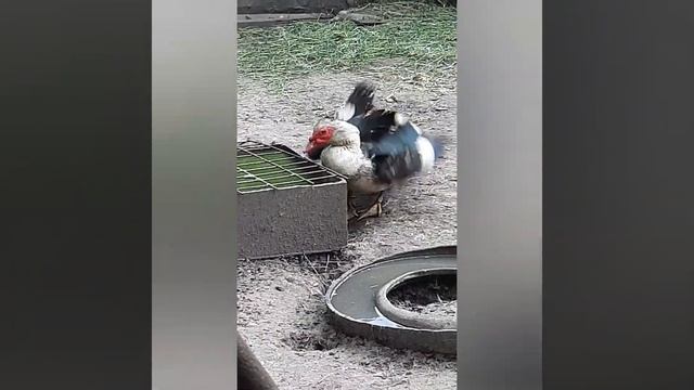 Кадры моей фермы! |Молодая Ферма