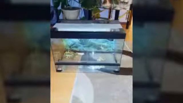 Новое животное черепаха смотреть онлайн