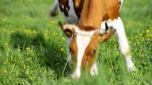 Корова ест траву