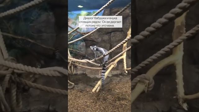 Детёныш лемура заигрывает с родителями