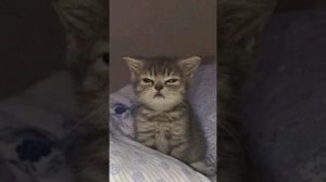 смешной звук (песня опасная дама)