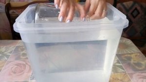 Дафния разведение в домашних условиях