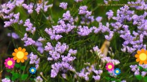 Кермек широколистный. Краткий обзор, описание характеристик, где купить саженцы