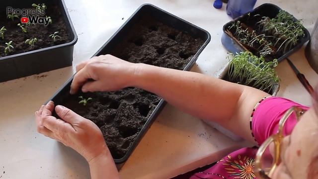 ЭТО УДОБРЕНИЕ ЗАМЕНИТ МАШИНУ НАВОЗА! Секретная Подкормка Для Рассады Цветов Петунии смотреть онлайн