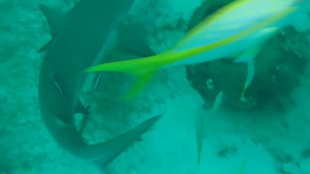Scuba Diving with Sharks - Amazing Scuba Video in Jardines de la Reina, Cuba - Edited by VideoTov смотреть онлайн