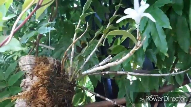 Орхидеи цветущие в конце июля - дендробиум Cassiope, променея, толумния, каттлея, брассавола и др смотреть онлайн