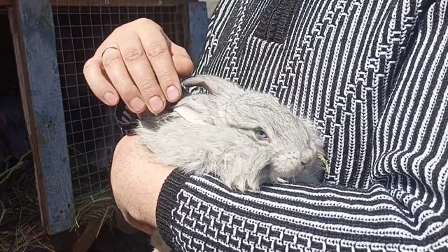 Маленькие крольчата! [результат после окролов] смотреть онлайн