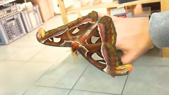 Потрясающие насекомые, о которых вы не знали. Красивые насекомые! смотреть онлайн