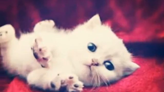 Няшные картинки смотреть онлайн