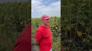 Отзыв от фермера из Саратовской области на подсолнечник Санмарин 456 Экспресс