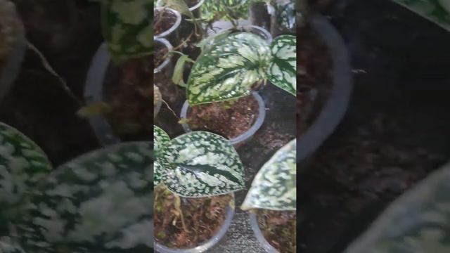 Tanaman Hias Scindapsus Tricolor#scindapsus Three Colours