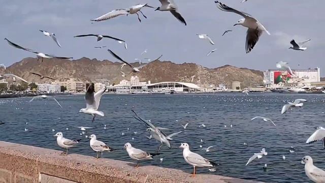 #8 ОМАН, МАСКАТ. Один из самых СТАРЫХ РЫНКОВ АРАБСКОГО МИРА MAТРАХ (SOUQ MUTRAH). НАШ КРУИЗ! смотреть онлайн