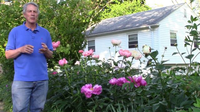 Herbaceous Peonies смотреть онлайн