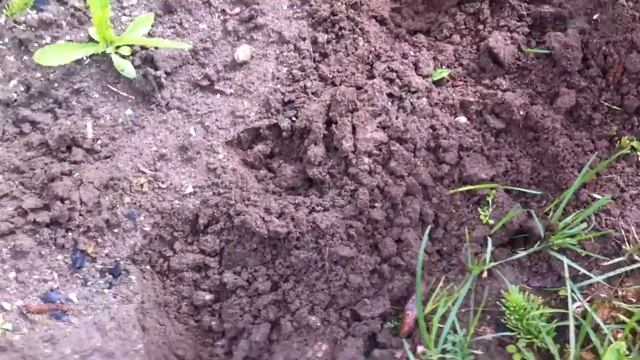 Как правильно сажать лук (на даче) смотреть онлайн