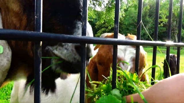 ВИКИ КОРМИТ ЖИВОТНЫХ В ПАРКЕ СВОЕГО ГОРОДА / The Batavo-Ukrainian Family смотреть онлайн