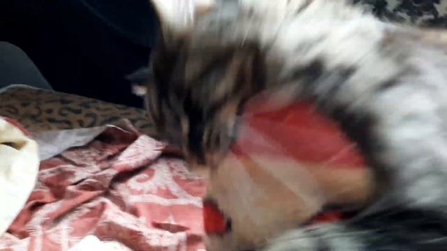 МЕЙН КУН СИМБА? ВЛОГ КОТА ? MAINE COON смотреть онлайн