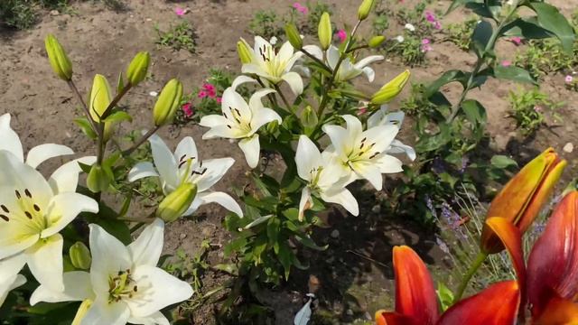 ЦВЕТЕНИЕ ЛИЛИЙ 2021??. БИЗНЕС-ИДЕЯ???. ЛИЛИЯ - ВЫШКА ??????⚜️⚜️⚜️ смотреть онлайн