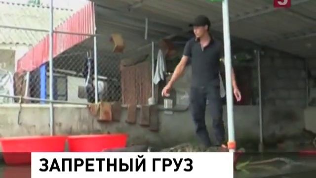 Крокодиловая кожа из Вьетнама смотреть онлайн